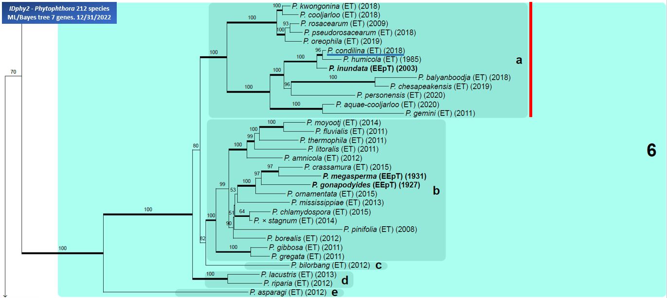    Phytophthora  spp. in subclade 6a:  portion of the seven-loci ML phylogeny featuring the type cultures of 212 described species (by T. Bourret). Notice the position of   P. condilina  Ex-type CBS 143059 = Samp;T BL 184 . Gloria Abad, USDA Samp;T.
